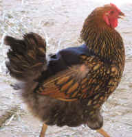 chook-coat2.jpg (64031 bytes)