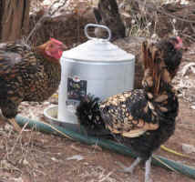 normal-sized-chooks-drinking.jpg (82235 bytes)