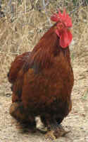 rooster.jpg (51040 bytes)