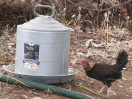 very-small-chook-drinking.jpg (65507 bytes)