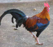 chook-tiny-rooster.jpg (76522 bytes)