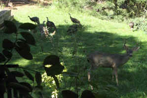 AW-deer-n-turkeys.jpg (211783 bytes)