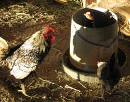 chooks-older.jpg (188811 bytes)