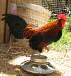 tiny-rooster-hopping.jpg (102456 bytes)