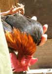 tiny-rooster-upsidedown.jpg (40179 bytes)