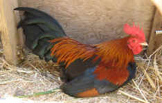 tiny-rooster.jpg (111390 bytes)