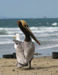 balboa-pelican.jpg (75381 bytes)