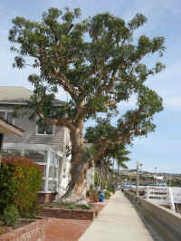 balboa-tree1.jpg (159861 bytes)