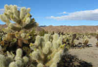 IMG_2569-cholla-cactus-garden.jpg (153201 bytes)