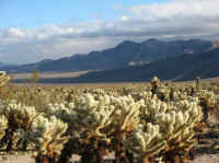 IMG_2594-cholla-cactus-garden.jpg (120650 bytes)