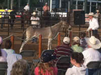 Zonkey.jpg (936659 bytes)